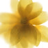 Yellow Daisy Flower Art Print
